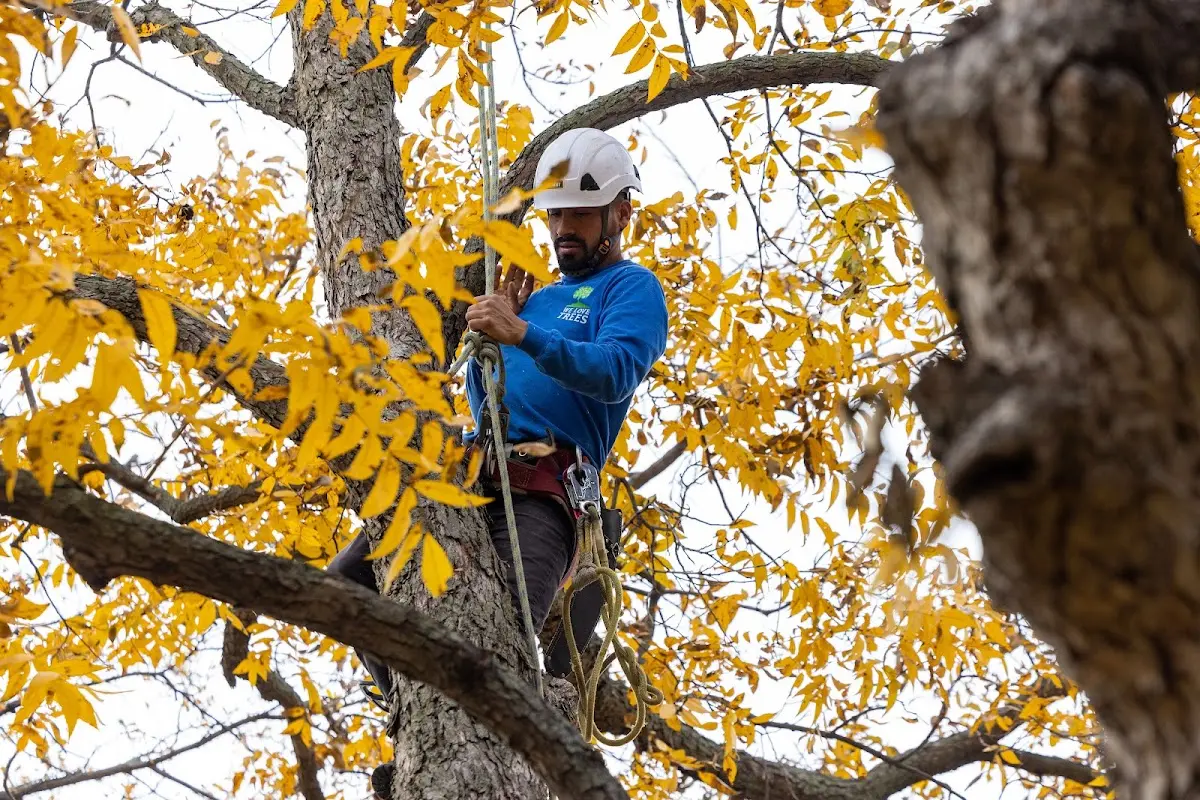 Skilled Tree Transplanting crew working in Parshall