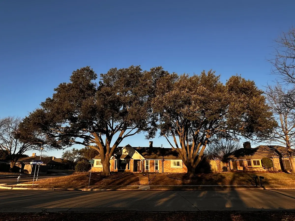 Established residential canopy tree shading a home in Parshall